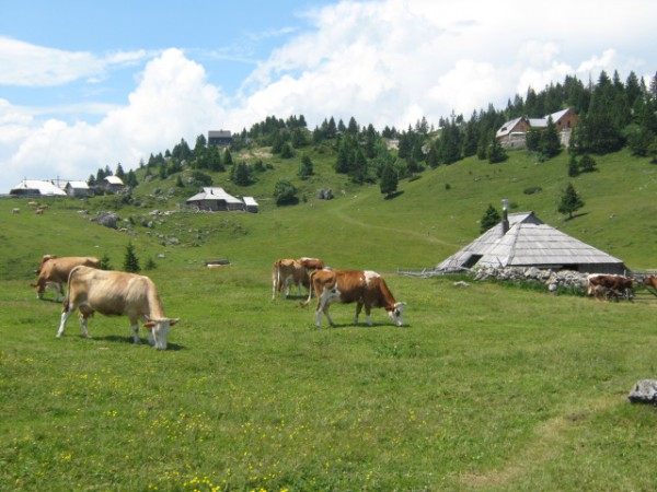 krave_se_pasejo_na_veliki_planini_Wikipedia_avtor_LJU2ORD