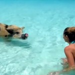 Exuma na Bahamih – raj za prašiče, ki privablja turiste iz vseh koncev sveta