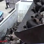 Ali so muslimanske države pekel za prašiče? – primer Egipta