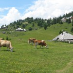 Slovenski veterinarji svarijo kmete: »Ne pasite živali na mestih, kjer so se nahajali begunci, saj se živali lahko okužijo.«